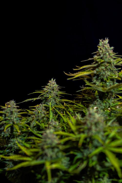 Neville’s Haze Auto. Week 14