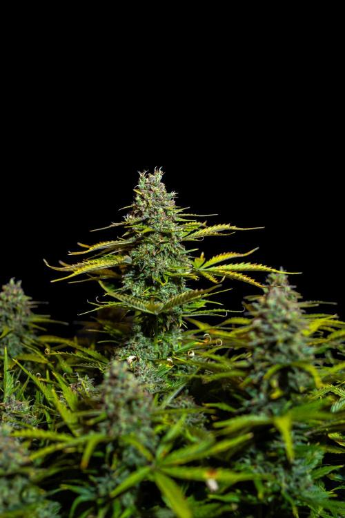 Neville’s Haze Auto. Week 14