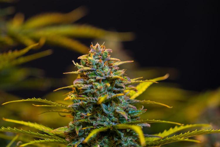 Neville’s Haze Auto. Week 14