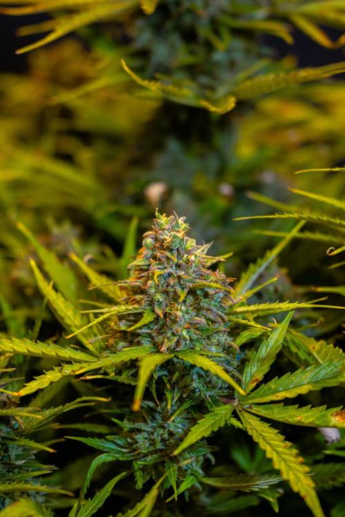 Neville’s Haze Auto. Week 14