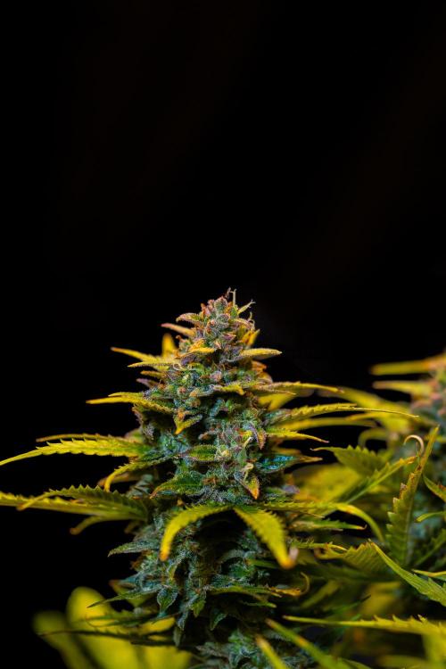 Neville’s Haze Auto. Week 14