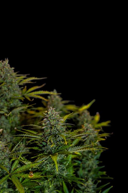 Neville’s Haze Auto. Week 14