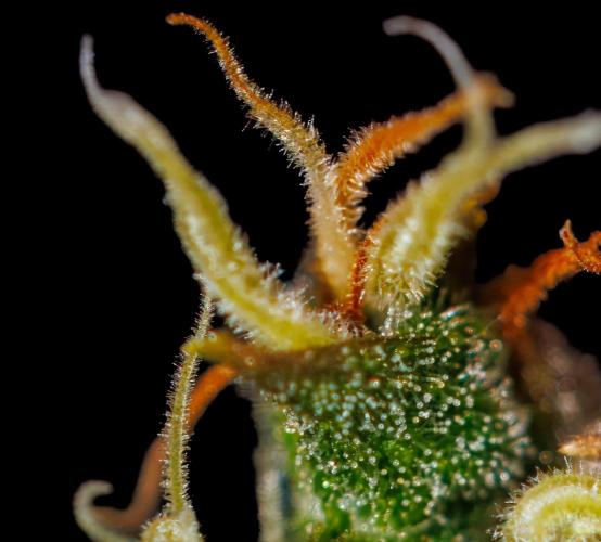 Neville’s Haze Auto. Week 14