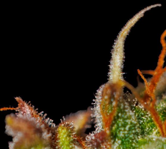 Neville’s Haze Auto. Week 14