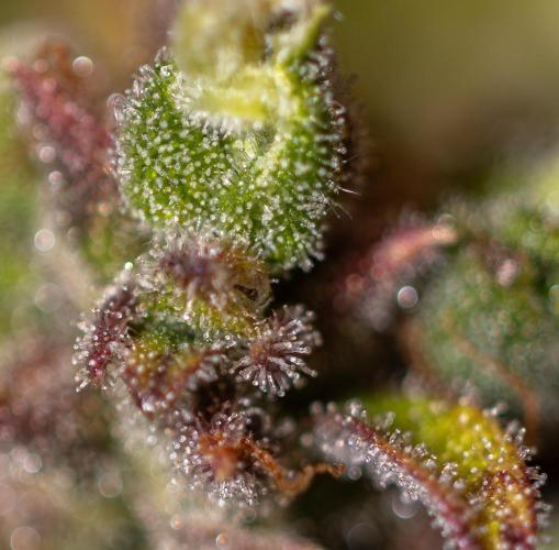 Neville’s Haze Auto. Week 14