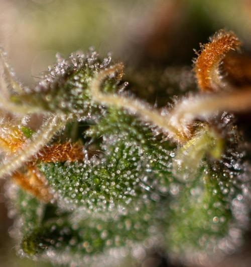 Neville’s Haze Auto. Week 14