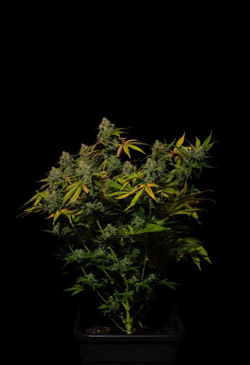 Mint Runtz Auto - Spliff Seeds. Week 14