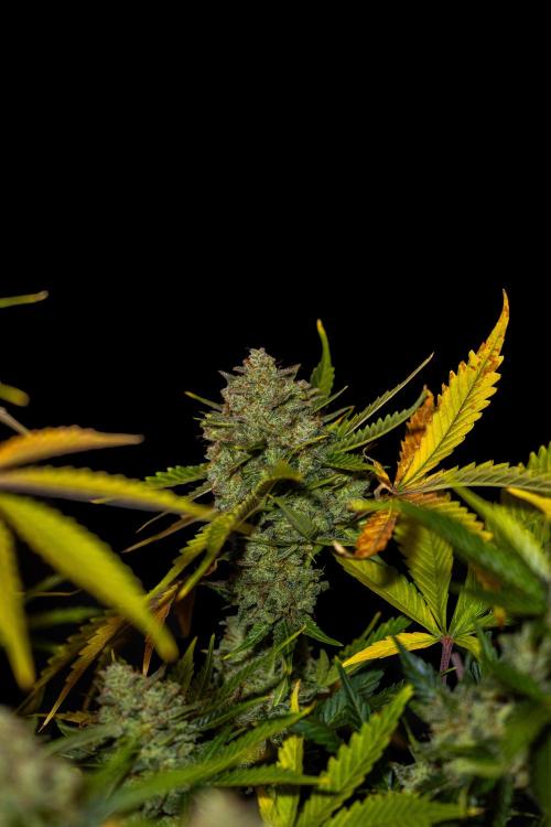 Mint Runtz Auto - Spliff Seeds. Week 14