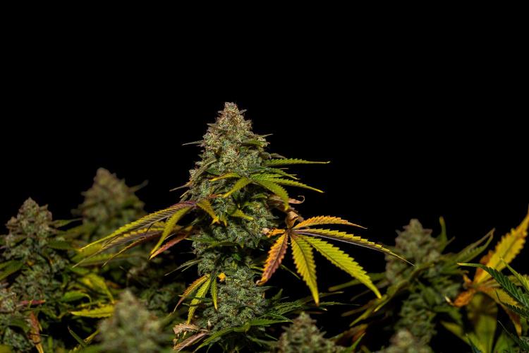 Mint Runtz Auto - Spliff Seeds. Week 14