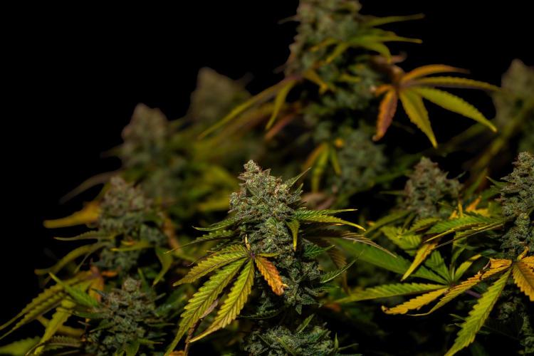 Mint Runtz Auto - Spliff Seeds. Week 14