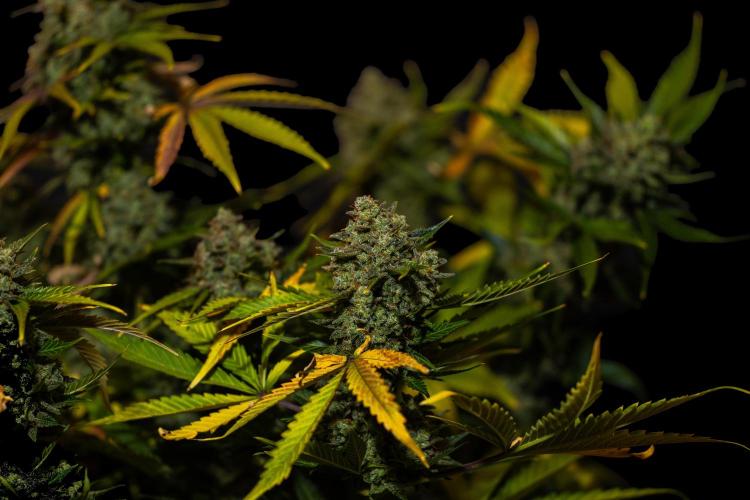 Mint Runtz Auto - Spliff Seeds. Week 14