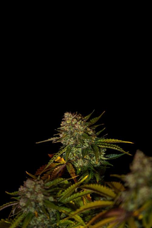 Mint Runtz Auto - Spliff Seeds. Week 14