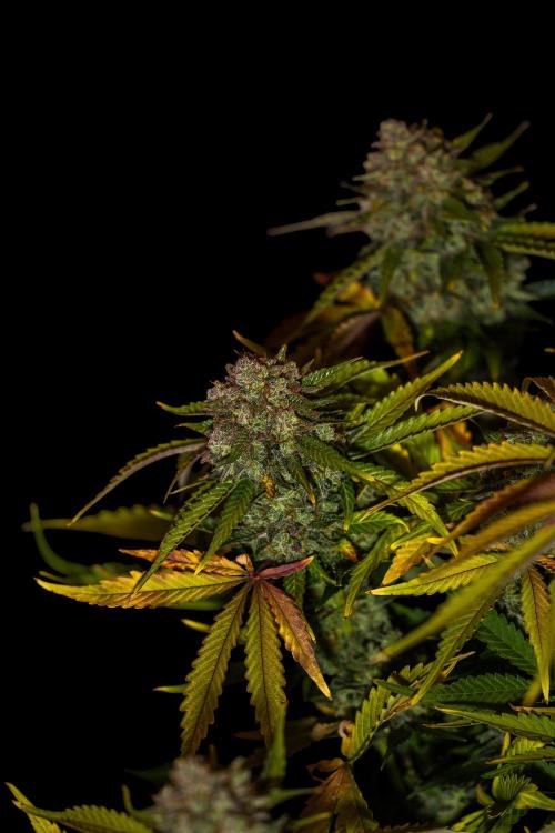 Mint Runtz Auto - Spliff Seeds. Week 14