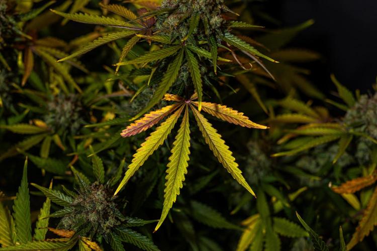 Mint Runtz Auto - Spliff Seeds. Week 14