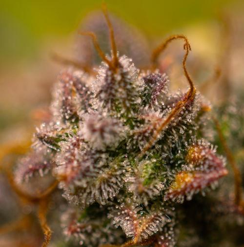 Mint Runtz Auto - Spliff Seeds. Week 14