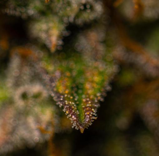 Mint Runtz Auto - Spliff Seeds. Week 14