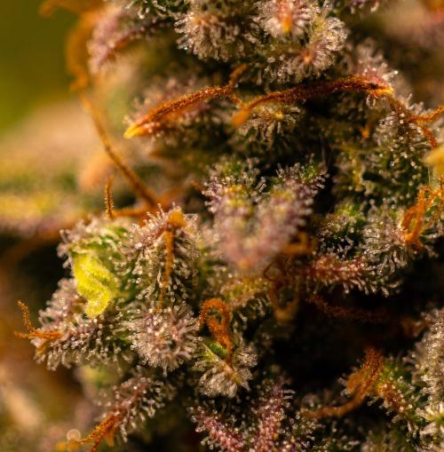 Mint Runtz Auto - Spliff Seeds. Week 14