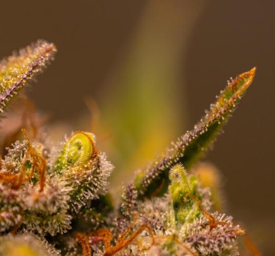 Mint Runtz Auto - Spliff Seeds. Week 14