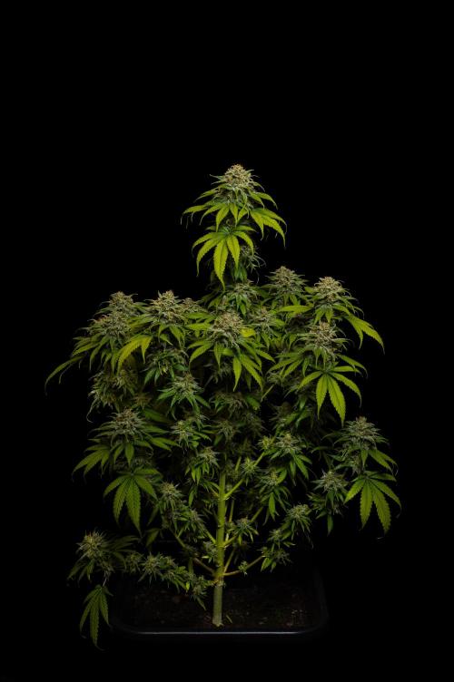 Doppler - Paradise Seeds. Week 14