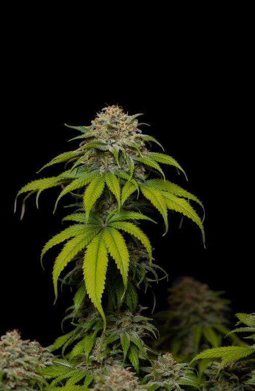 Doppler - Paradise Seeds. Week 14