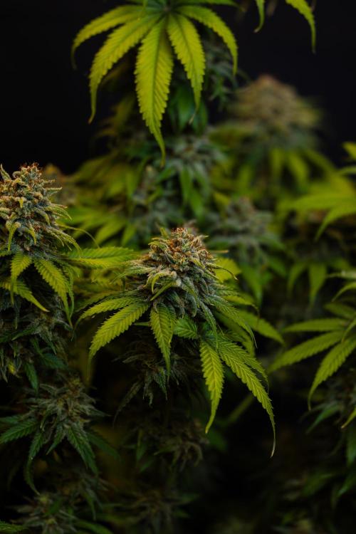 Doppler - Paradise Seeds. Week 14