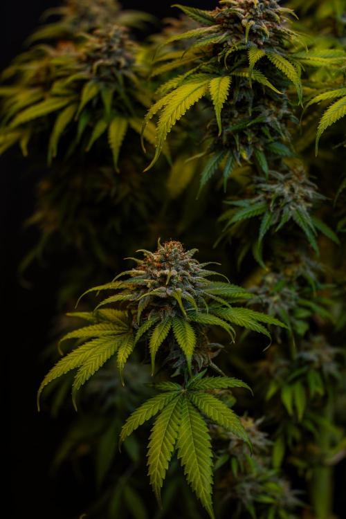 Doppler - Paradise Seeds. Week 14