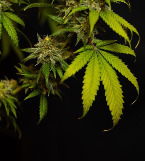 Doppler - Paradise Seeds. Week 14