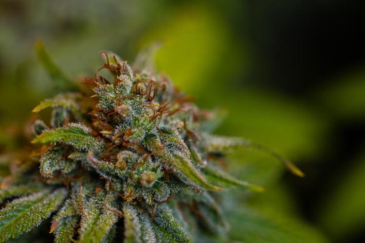 Doppler - Paradise Seeds. Week 14