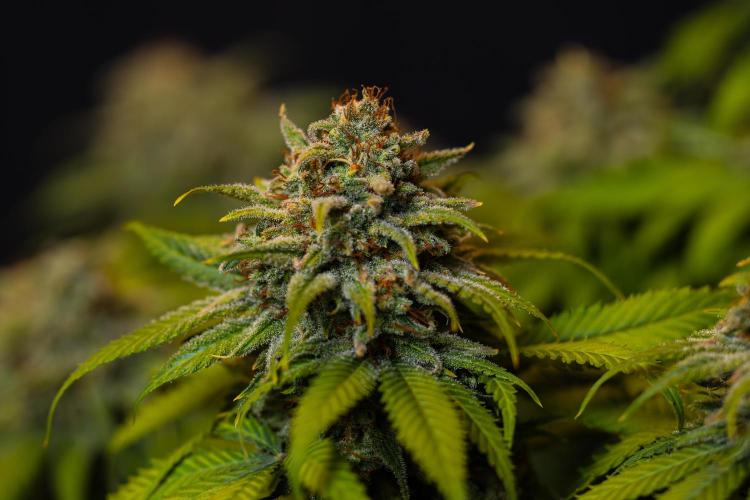 Doppler - Paradise Seeds. Week 14