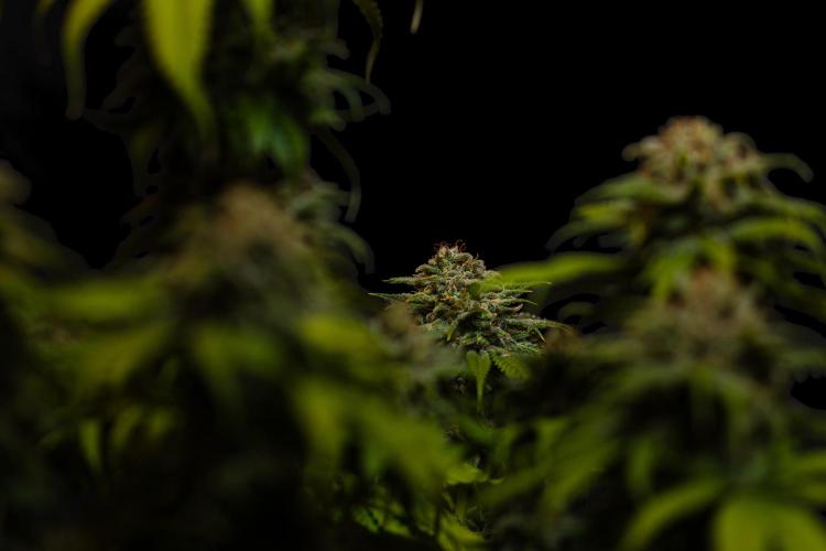 Doppler - Paradise Seeds. Week 14