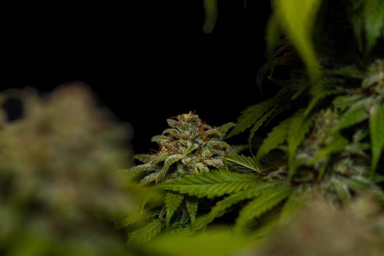 Doppler - Paradise Seeds. Week 14