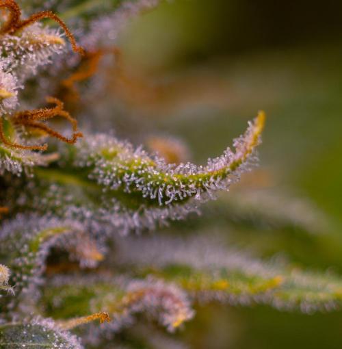 Doppler - Paradise Seeds. Week 14