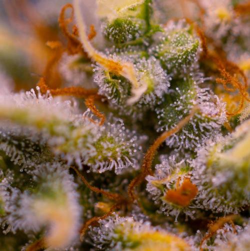 Doppler - Paradise Seeds. Week 14