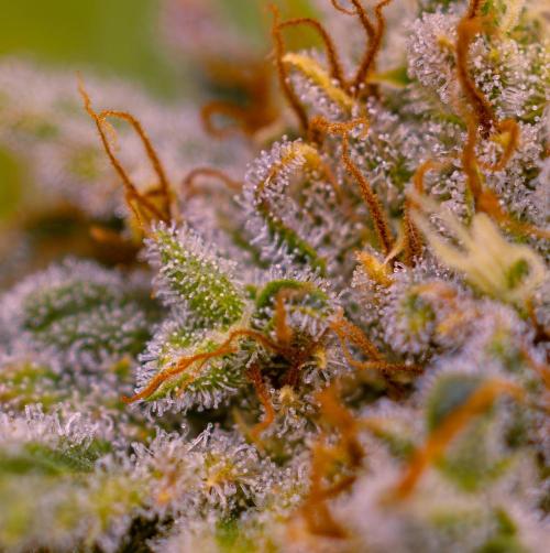 Doppler - Paradise Seeds. Week 14