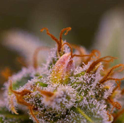 Doppler - Paradise Seeds. Week 14