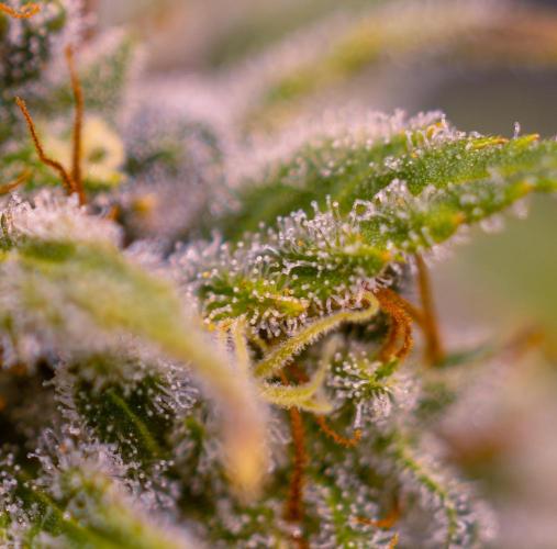 Doppler - Paradise Seeds. Week 14