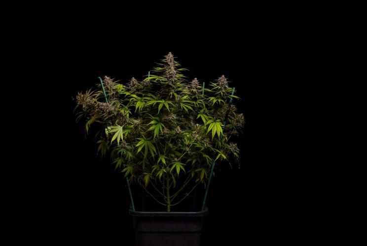 Zkittlez - Spliff Seeds. Week 14