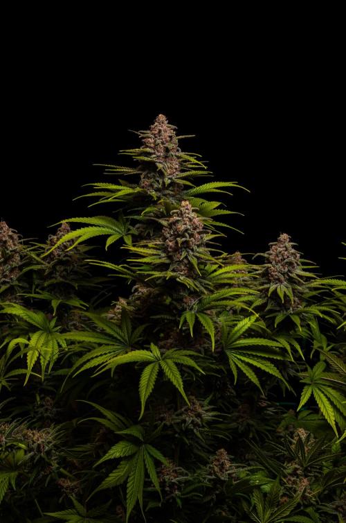 Zkittlez - Spliff Seeds. Week 14