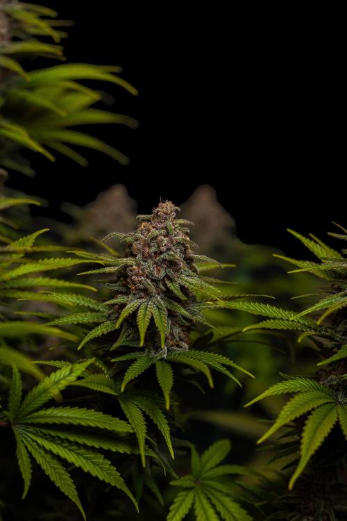 Zkittlez - Spliff Seeds. Week 14