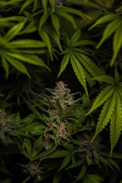 Zkittlez - Spliff Seeds. Week 14