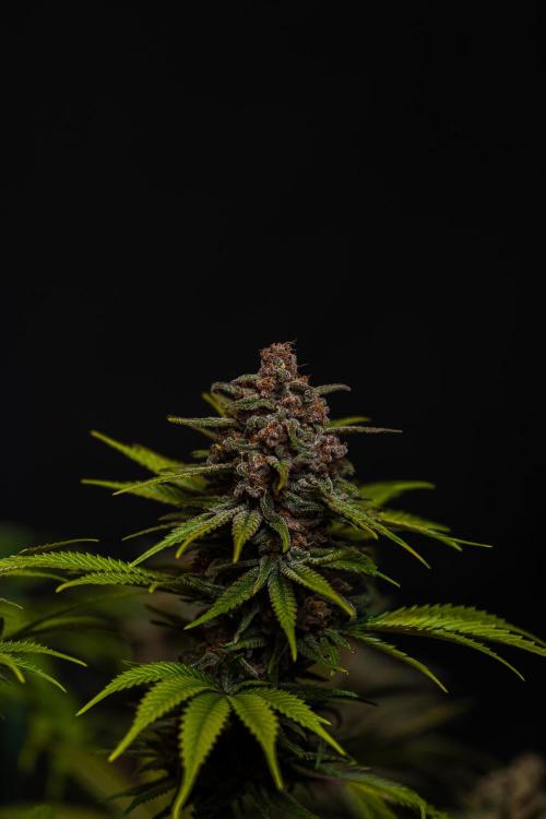 Zkittlez - Spliff Seeds. Week 14