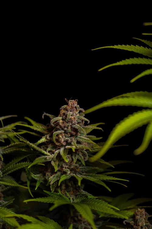 Zkittlez - Spliff Seeds. Week 14