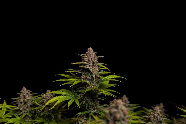 Zkittlez - Spliff Seeds. Week 14