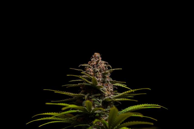 Zkittlez - Spliff Seeds. Week 14