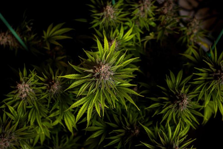 Zkittlez - Spliff Seeds. Week 14