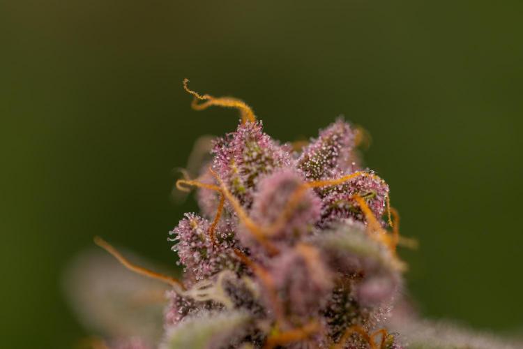 Zkittlez - Spliff Seeds. Week 14