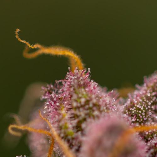 Zkittlez - Spliff Seeds. Week 14