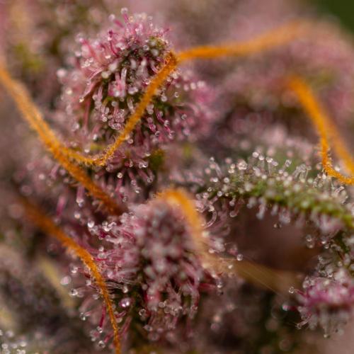 Zkittlez - Spliff Seeds. Week 14