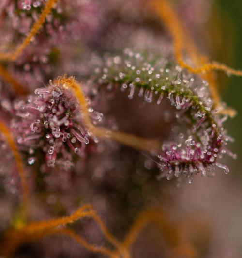 Zkittlez - Spliff Seeds. Week 14