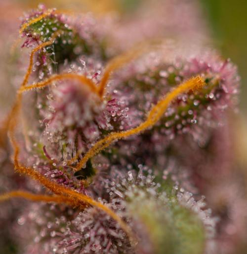 Zkittlez - Spliff Seeds. Week 14